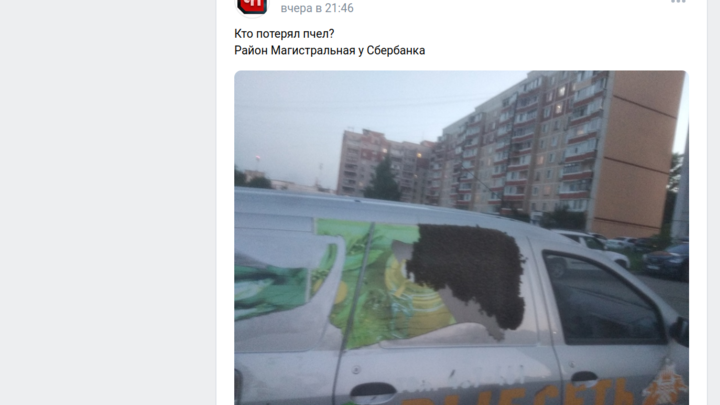 В Костроме пчелы облепили автомобиль: это разведчики