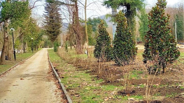 В Сочи 21,6 млн рублей направят на компенсационное озеленение