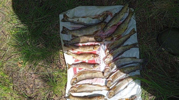 В национальном парке Таганай два браконьера поймали 17 кг редкой рыбы и попались в засаду
