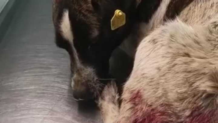 В Краснодаре снова стрельба: живодёры уничтожают бродячих собак