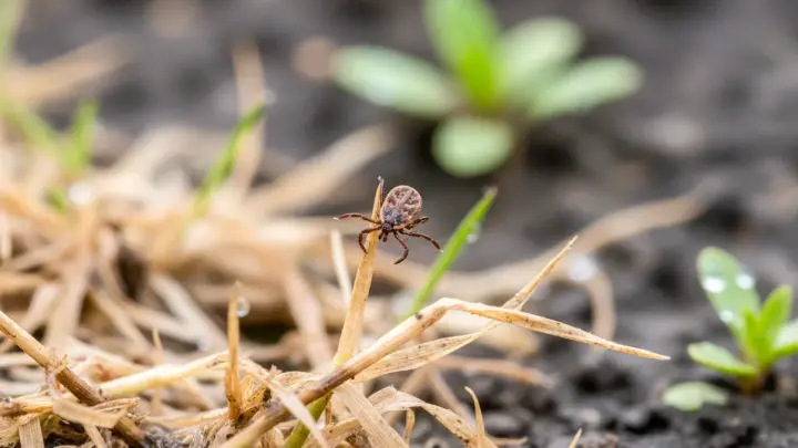 Ползут всё дальше? В Роспотребнадзоре объяснили, доберутся ли клещи-монстры до Санкт-Петербурга