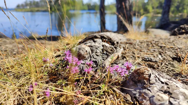 На кладбище в США нашли 5,5 млн диких пчёл