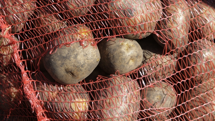 Всё, что нужно знать о белорусской экономике, - покупают картошку в России