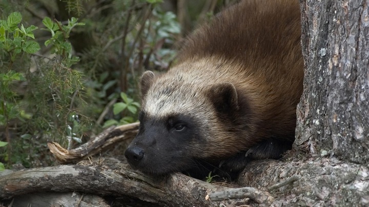 Стивен Кинг хотел поддержать Украину, но перегнул с антиболонкой