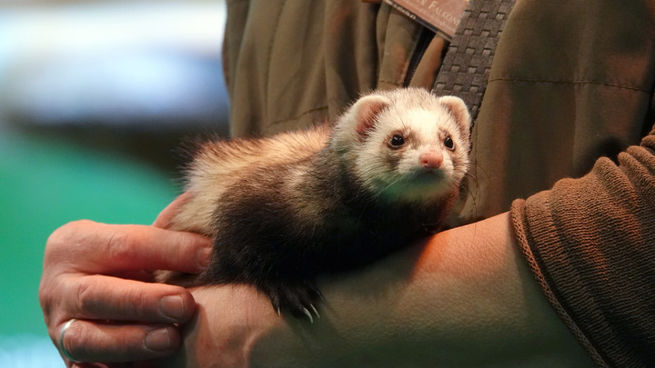 Скандал с гаванским синдромом обернулся экспериментами Пентагона на хорьках