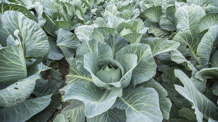 Народные приметы на Арину Капустницу 18 мая: рассаду накройте перевёрнутым горшком и венком с Троицы