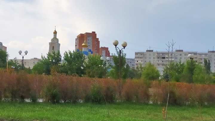 В ростовском парке Дружба в очередной раз засохла Аллея депутатов