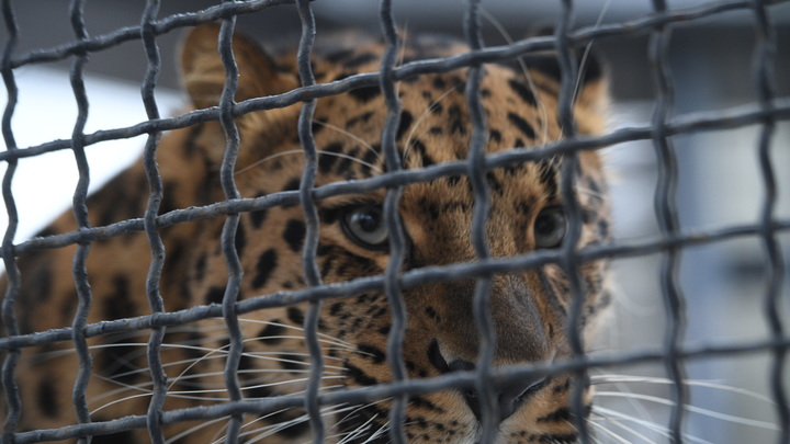 Необычный приёмный сын: Маленький леопард нашёл себе семью в Иркутской зоогалерее