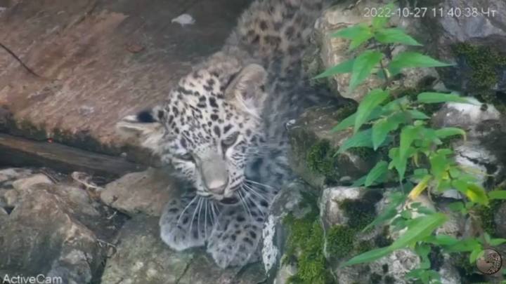 В Сочинском нацпарке котята переднеазиатского леопарда будут жить в больших вольерах