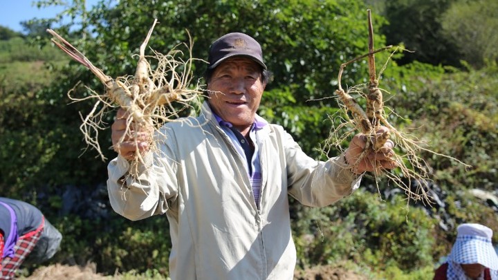 Китайцы позарились на русский женьшень: Банду взяли с поличным на 38 миллионов рублей