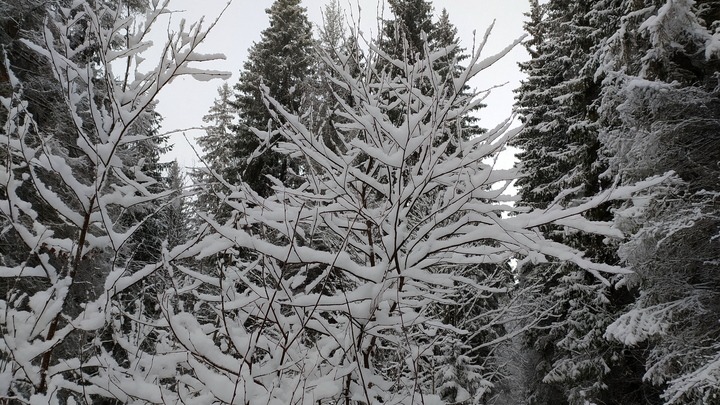 Синоптики дали прогноз на последние дни 2023 года