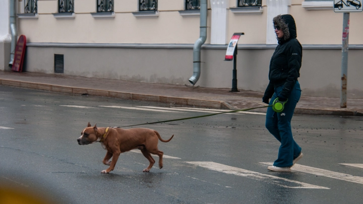 Нападение пса в Краснодаре привело к его гибели: чтобы оттащить собаку, был применён удушающий приём