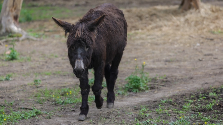 Кто виноват? В Дагестане прокатили осла на зиплайне. Владельца могут не наказать