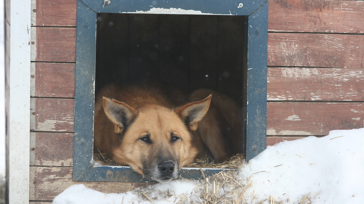 Получите дикое животное. Кинолог рассказал, почему собаку нельзя держать на цепи