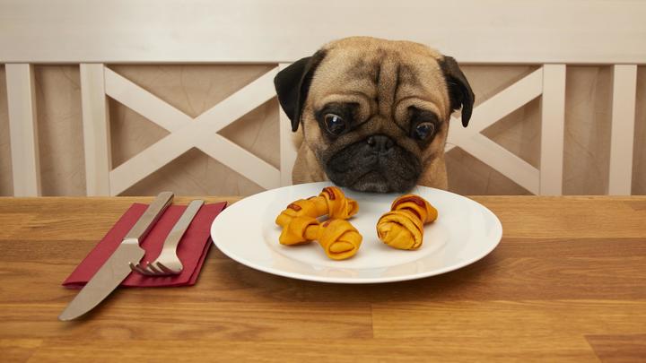 Зарплата - до $24 500: Российским школьникам предложили есть собачий корм