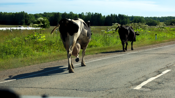 Самое полезное мясо. Профессор призвал нарастить производство говядины в России