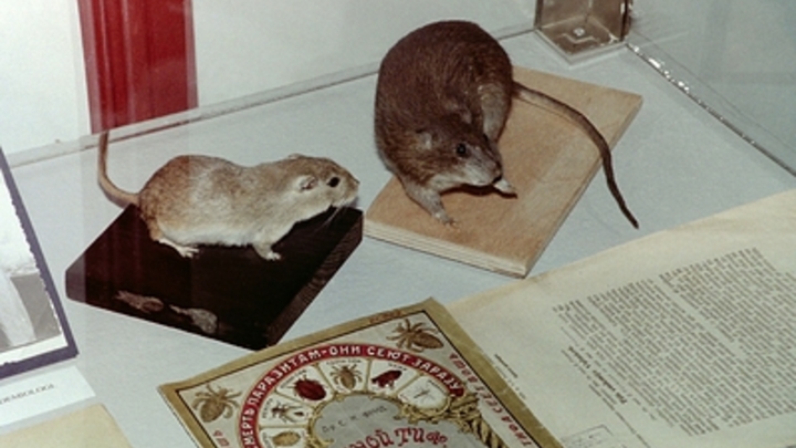 Убийства животных и детей: От видео секты подростков-живодёров ужаснулись даже взрослые