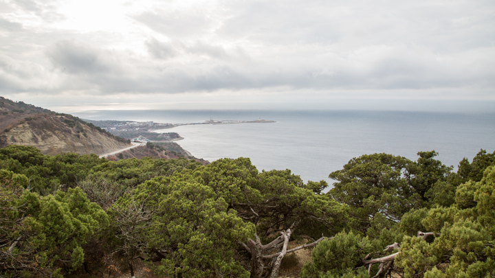 Житель Апшеронского района вырубил ясеня на 400 тыс. рублей