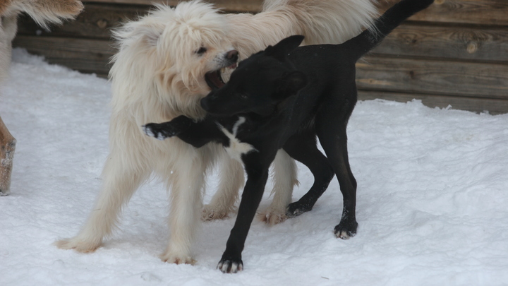 В Новокуйбышевске стая бродячих собак опять напала на ребёнка