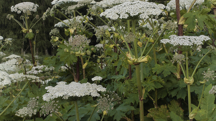 Борщевик пойдёт на пользу: Из ядовитого растения сделают лекарство