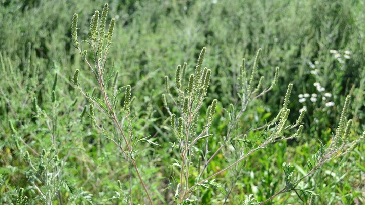 В Краснодаре за неделю от амброзии отчистили почти 700 гектаров