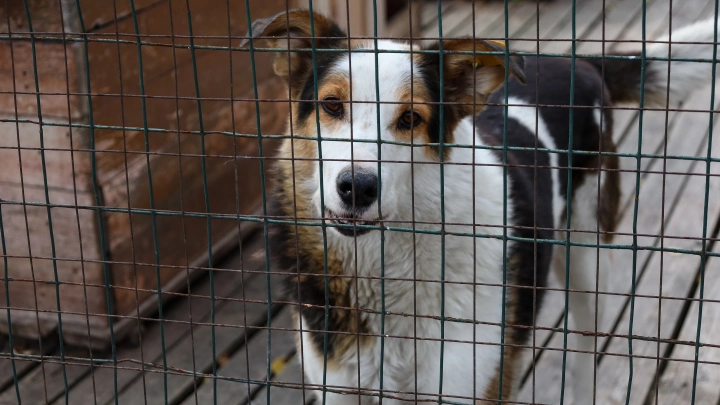 В Новосибирской области реализацию закона об обращении с животными без хозяев поставят под строгий общественный контроль