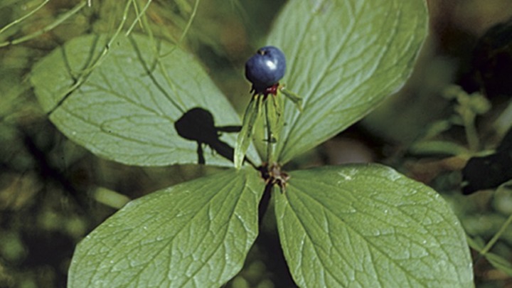 Смертельно опасную ягоду нашли в новосибирском парке Бугринская роща