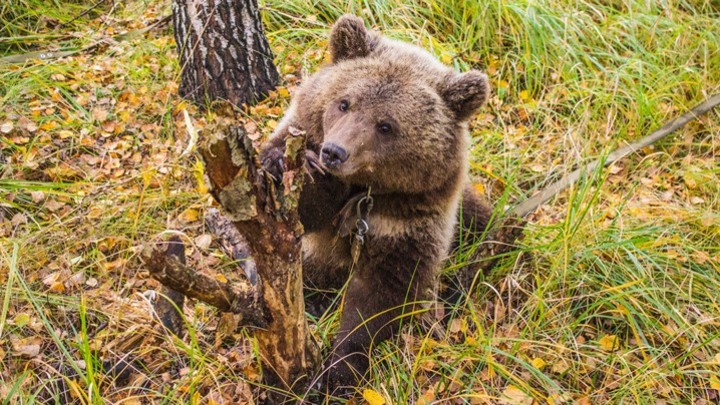 Первый случай трихинеллеза в туше медведя зафиксирован в Кузбассе