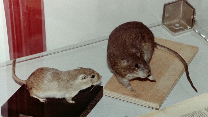 Томские учёные выявили воздействие 5G на мозг животных