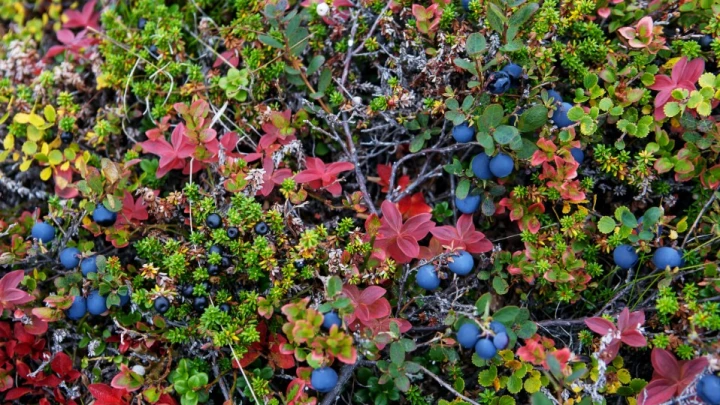 Изучаем Красную книгу: Русских пугают арестами за сбор ягод