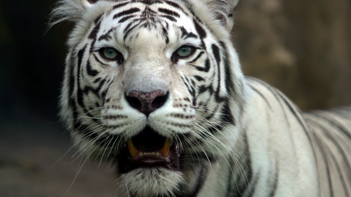 В Мариуполе тигр растерзал человека