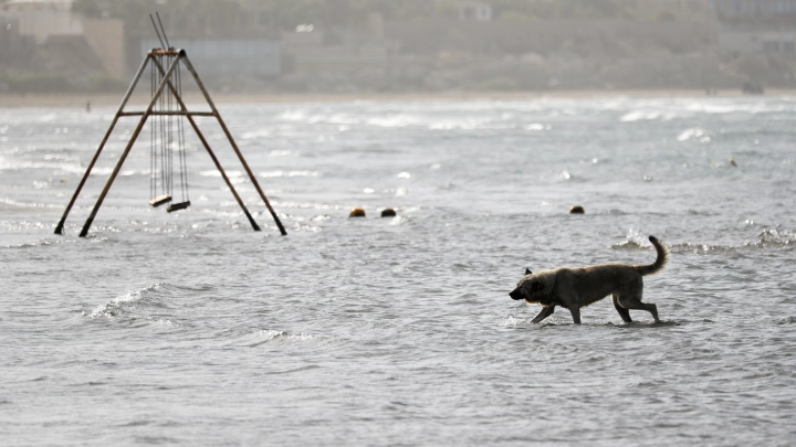 Больше никаких собак. Юрист рассказал об изменениях в выгуле животных на пляжах