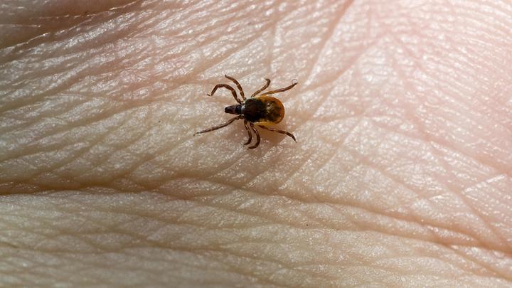 Во Владимирской области с людей сняли восемь зараженных клещей