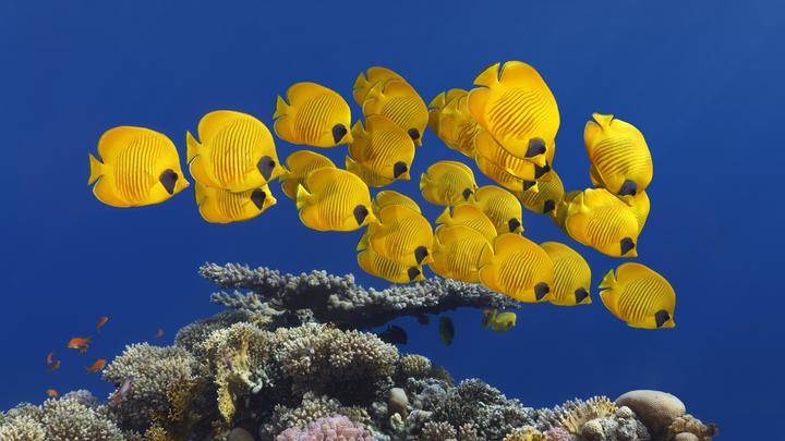 Цивилизация заставила морских обитателей эволюционировать быстрее. Учёные объяснили, в чём беда
