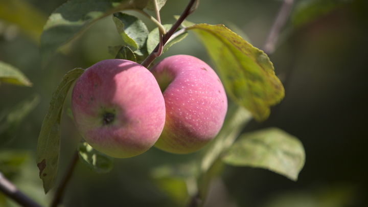 Депутат Госдумы перечислил случаи, когда можно срывать плоды с соседских деревьев