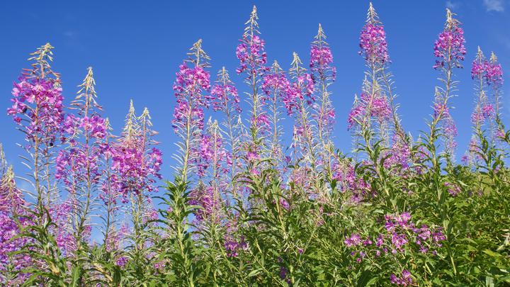 У России появится конкурент чая и кофе: В Минсельхозе планируют пополнение списка сельхозпродукции