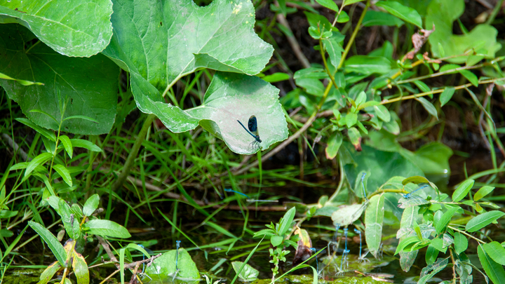 Что делать, если вас укусил скорпион-мутант: Советы медиков