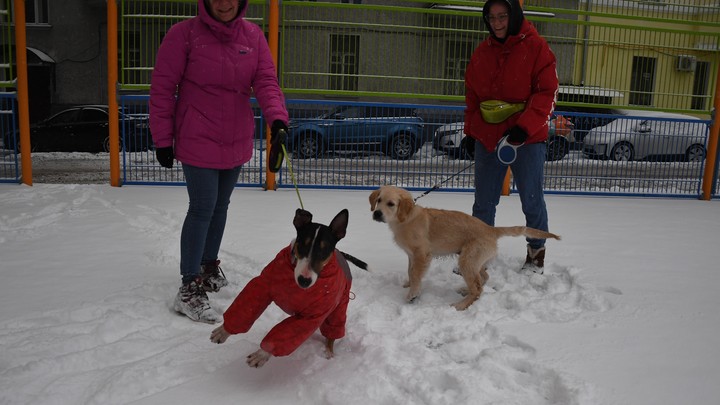 Собянин рассказал, как Москва развивает инфраструктуру для домашних животных