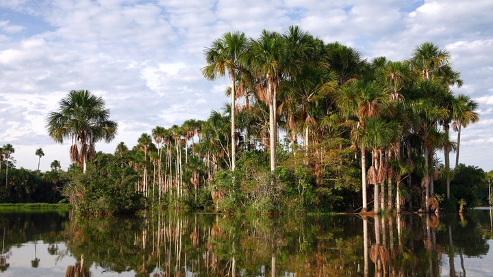 В лесах Амазонки археологи нашли долину затерянных городов