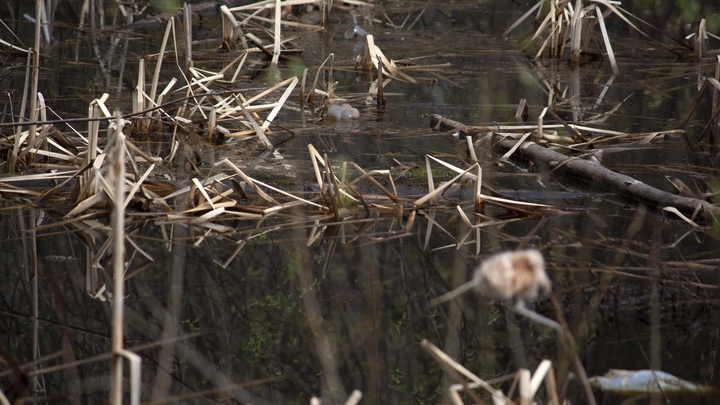 В Лысковском районе кинолог с собакой нашли пропавшего подростка в болоте
