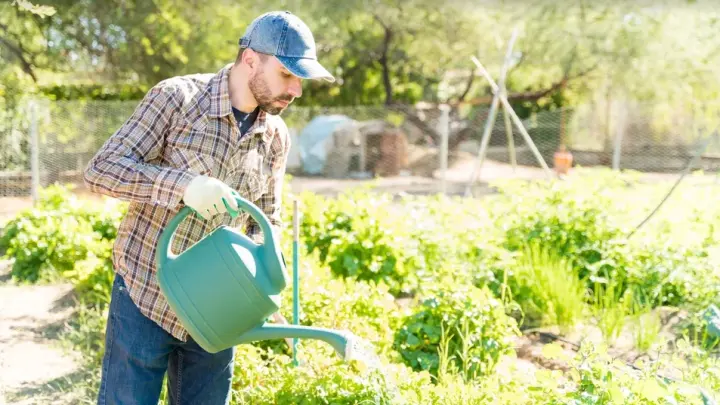За разведение в огороде кактусов с мескалином жителям России грозит штраф