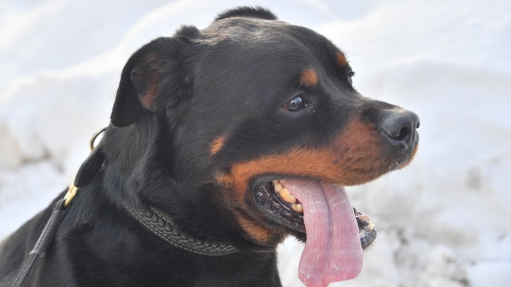 Десять рекордов, удививших мир: Самые странные достижения 2023 года