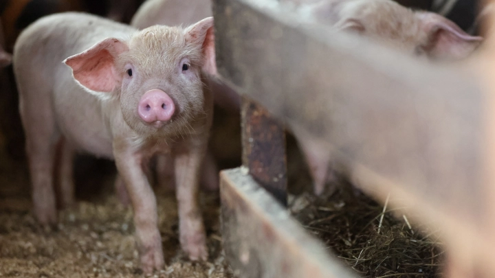 Опасная инфекция: В сёлах Омской области введен карантин