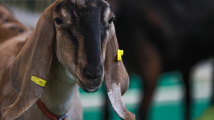 В Белоруссии прошёл необычный парад. Всех подвела коза Малышка