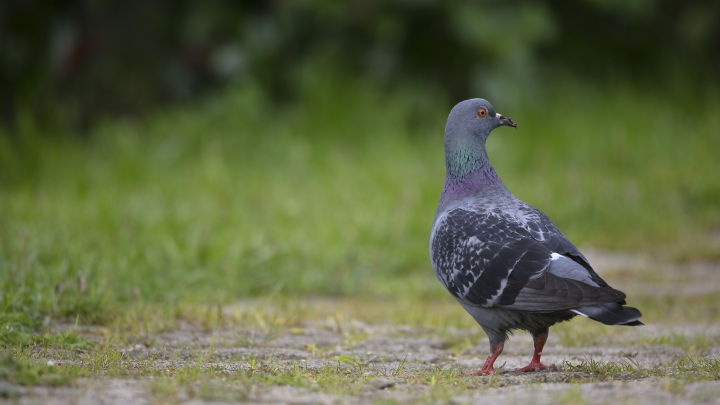В Мадриде закрыли известный ресторан, где уток в блюдах подменяли голубями с улицы