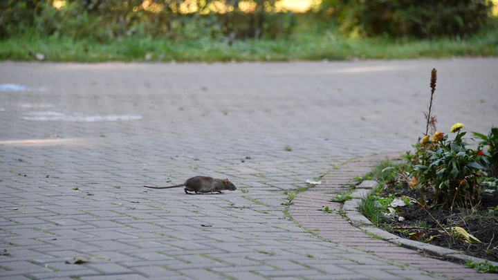 Нижегородка пожаловалась мэру на злых крыс