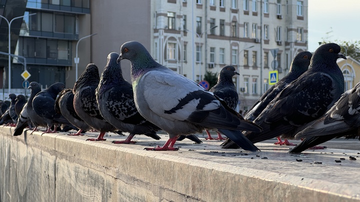 Двое жителей Серпухова отравились угарным газом из-за тела голубя в вентиляции
