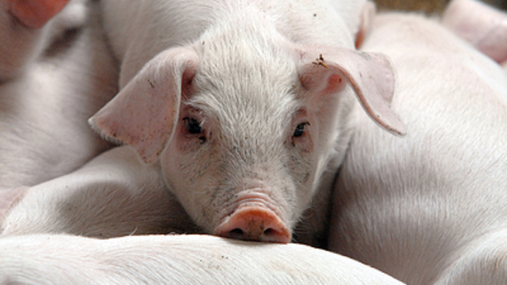 Под Челябинском в очаге африканской чумы свиней могут уничтожить животных в 5-километровой зоне