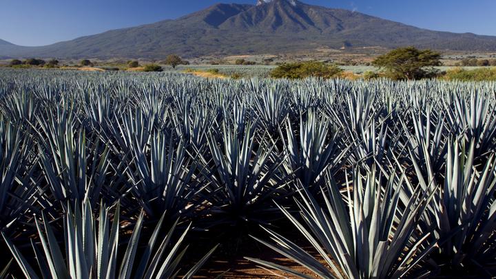 Мексика разрешила России делать свою текилу: на лицензию ушёл год