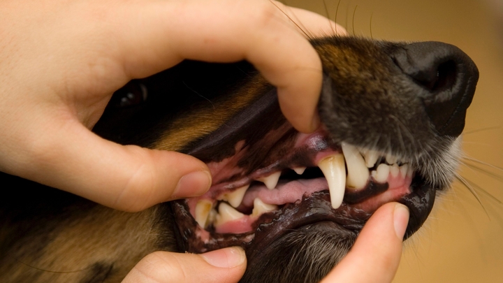 В Темрюке собака отгрызла 6-летней девочке лицо. На помощь вызвался хирург Дикарёв